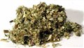 Mugwort cut 2oz  (Artemisia vulgaris)                                                                                   