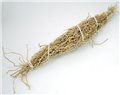 Patchouli Root 1 root bundle (Pogostemon cablin)                                                                        
