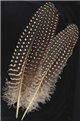 Guinea Hen Wing feather                                                                                                 