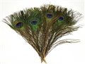 (set of 10) Peacock feather                                                                                             