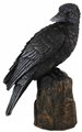 Backward Looking Raven 6"                                                                                               